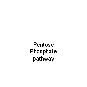 Pentose Phosphate pathway